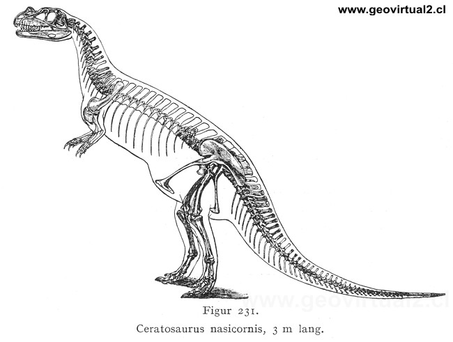 Ceratosauro - Ceratosaurus