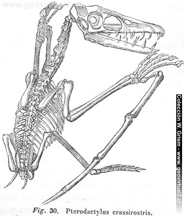 Fosil de Hartmann, 1843