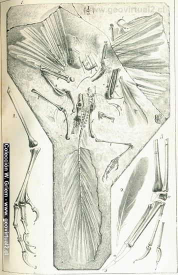 Archaeopteryx de Quenstedt 1852