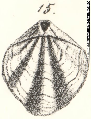 Ismenia pectunculoides de Quenstedt 1862