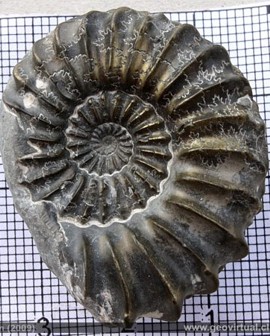 Amaltheus, Ammonite