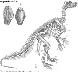Iguanodon de Credner
