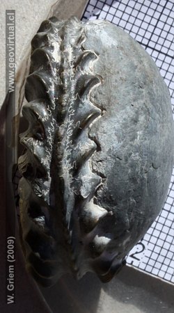 Ammonites: Amaltheus