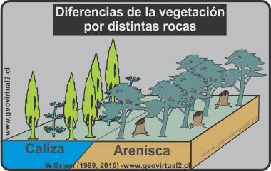 Diferencia de vegetación y mapeo